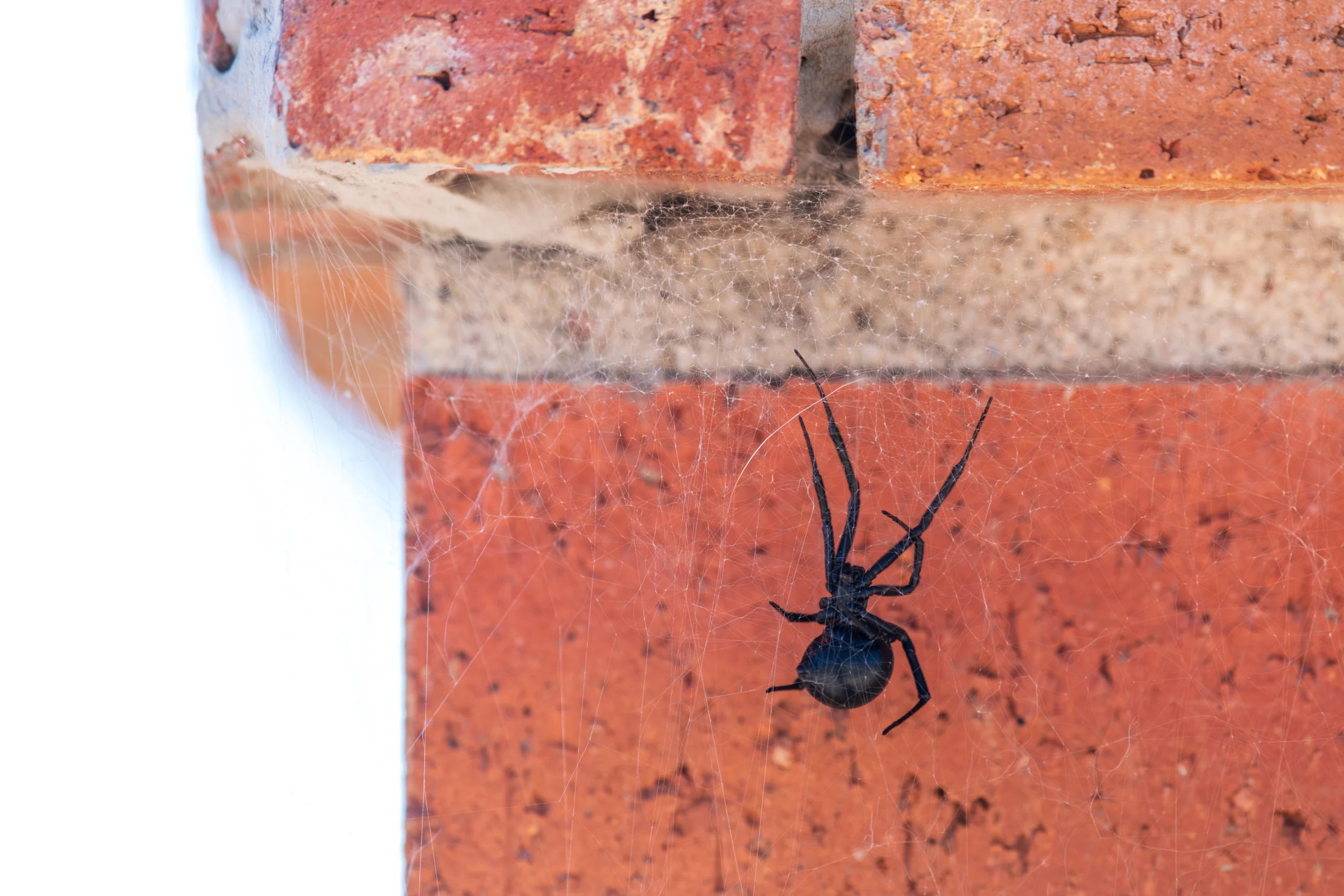 Black widow spider on an exterior wall in Southern Utah