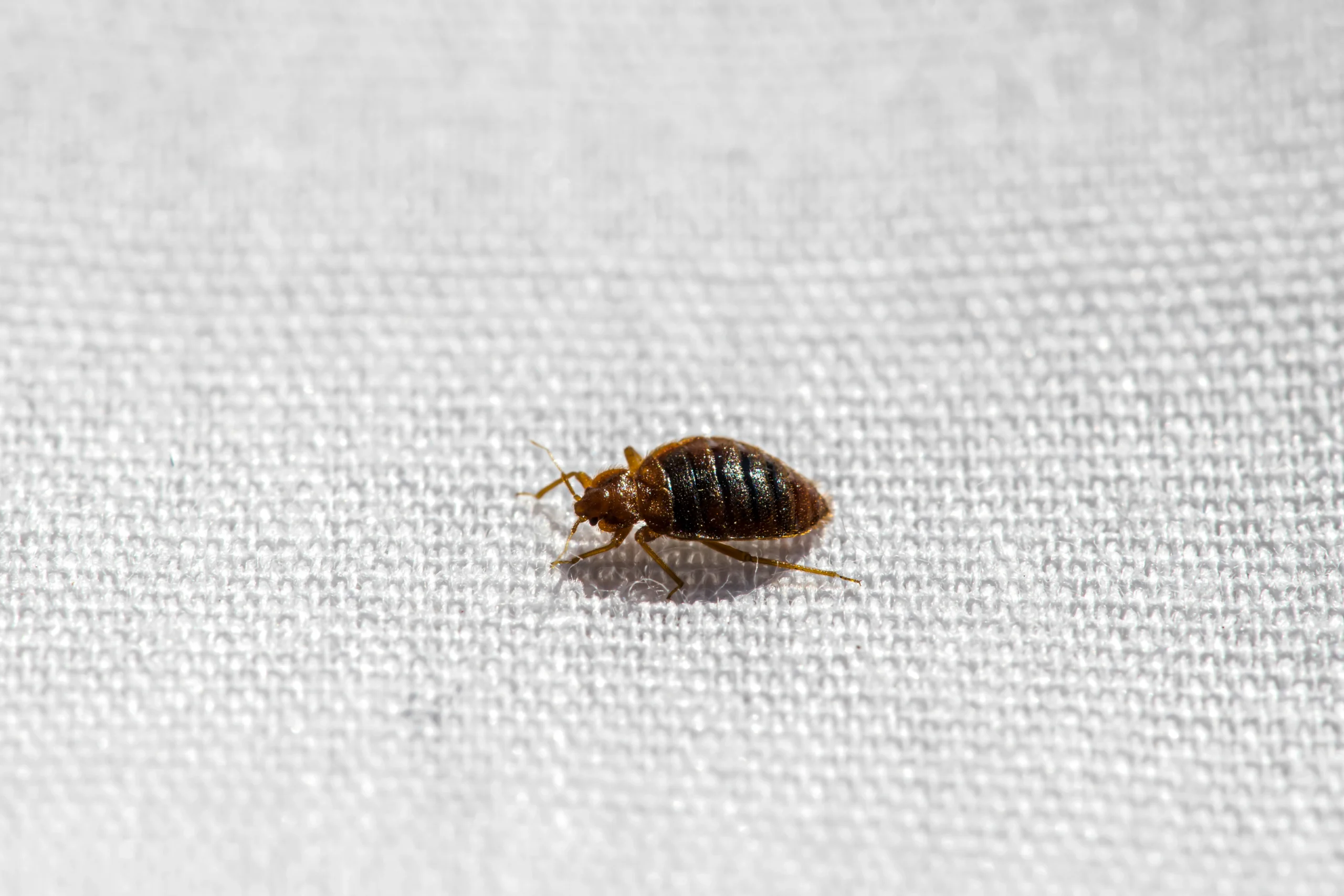 Close-up of a bed bug