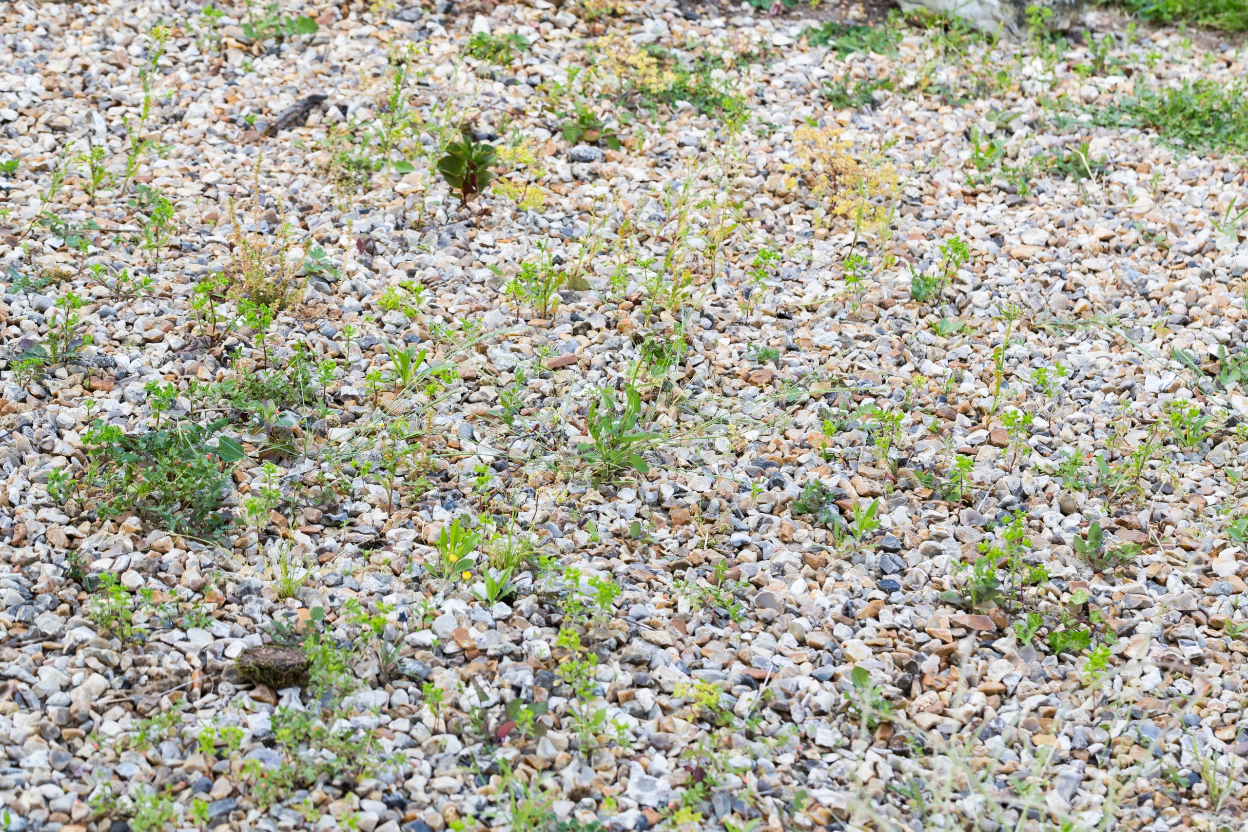 Different weeds growing throughout gravel landscaping in Southern Utah