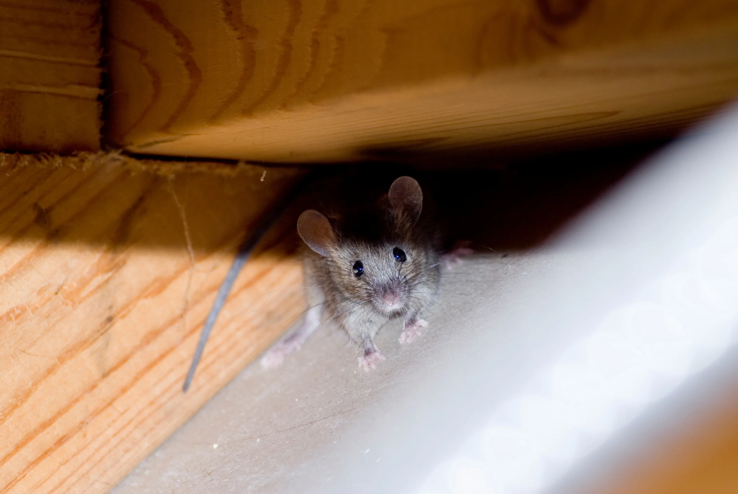 House mice hiding in a wall inside a home
