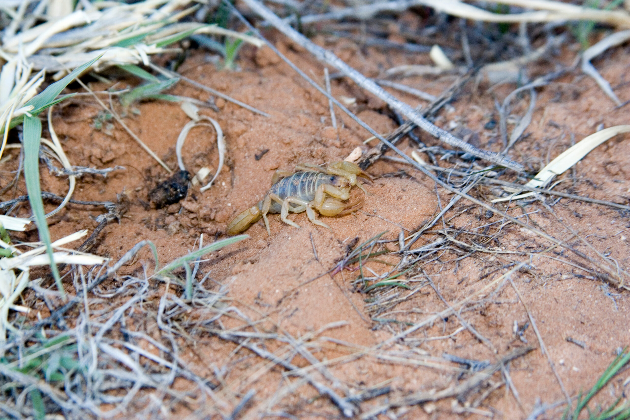 Scorpion found around a Southern Utah property