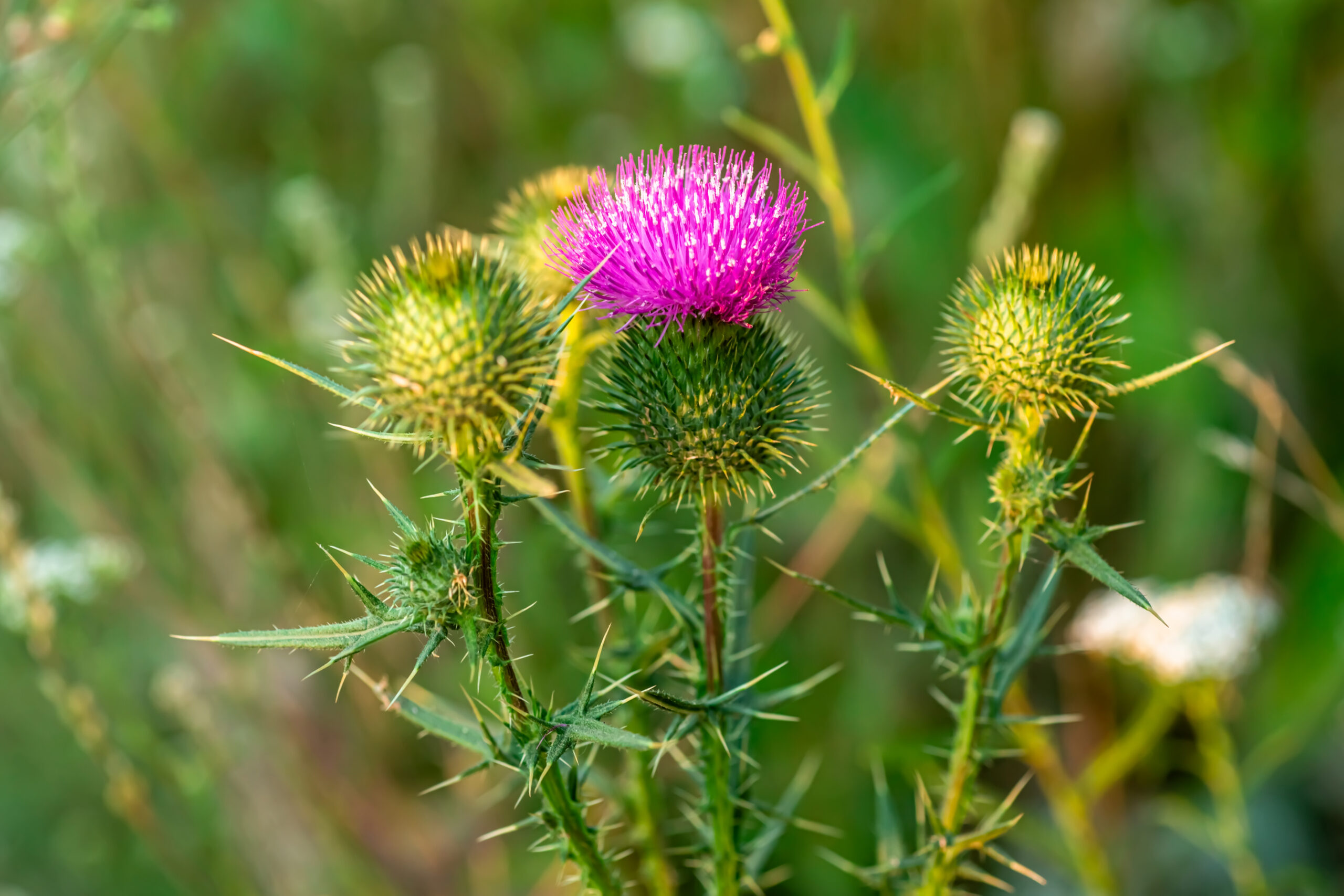 Scotch thistle weed in Southern Utah treated by Best Overalls